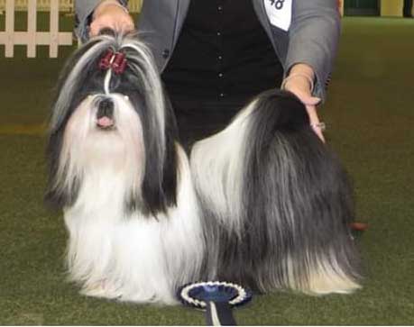 The database picks Dog Of The Day randomly from all the animals with a photo. It updates daily and doesn't confer any prizes or awards.